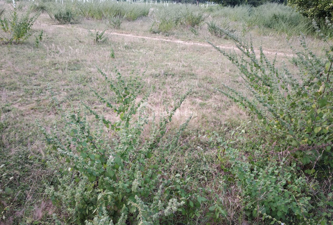 Narne-Estates-East-City-Bibinagar-Bhuvanagiri