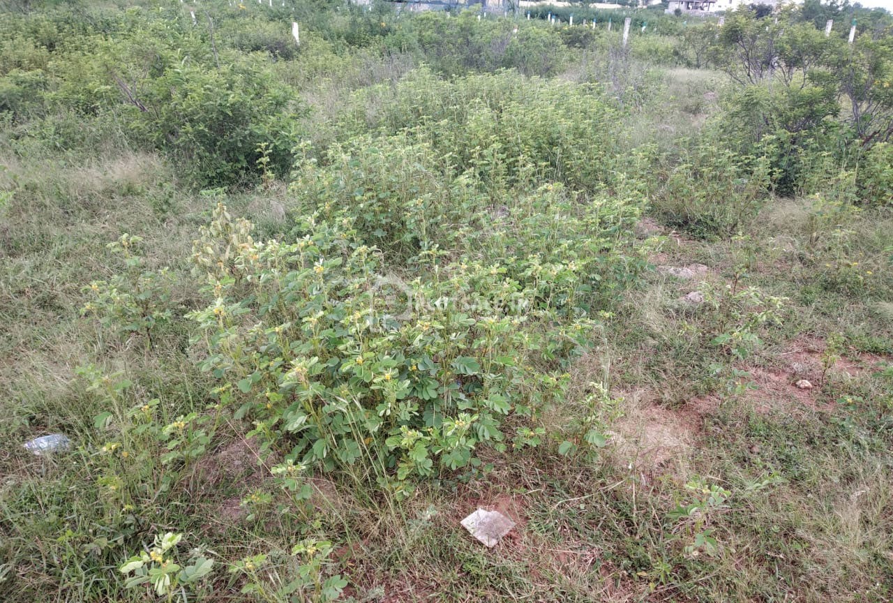 Peddiraju-Pedda-Amberpet-1-1